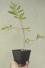 Ochna serrulata mickey for sale  Rosemead