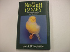 Norwich canary bracegirdle for sale Norwich canary bracegirdle for sale  UK