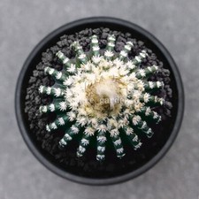 Discocactus horstii rara usato  Spedire a Italy