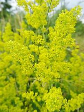 Galium verum echtes gebraucht kaufen  Bad Kissingen