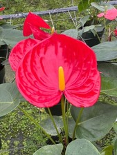 Anthurium oklahoma mature for sale  Miami