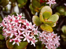 Jade succulent money for sale  Highland