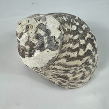 Rare seashell empty for sale  North Port