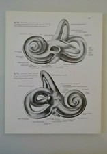 PLANCHE D'ANATOMIE HUMAINE OREILLE AUDITION EQUILIBRE ATLAS Dr SOBOTTA MEDECINE comprar usado  Enviando para Brazil
