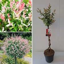 Flamingo willow tree for sale  LEICESTER