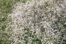 Gypsophila paniculata schneefl gebraucht kaufen  Westerstede