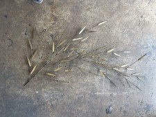 Curtis jere grass for sale  Hollywood