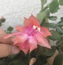 Peach blooms schlumbergera for sale  USA