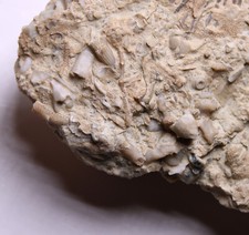 Double pisocrinus silurian for sale  Evanston