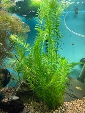 Feine wasserpest egeria gebraucht kaufen  Feuchtwangen