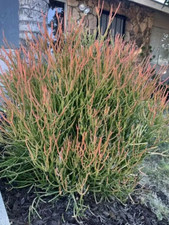 Large plants firesticks for sale  Menifee