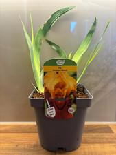 Iris howard weed for sale  NOTTINGHAM