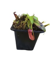 Nepenthes pervillei d'occasion  Montenois