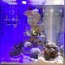 Fish tank sea for sale  Washington