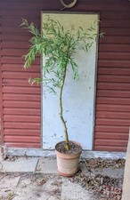 5ft tall golden for sale  BRACKNELL