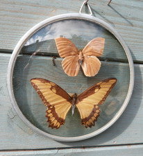 Vintage moth wall for sale  WIGSTON