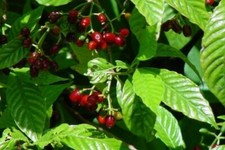 Wild coffee florida for sale  Wauchula