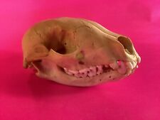 Raccoon taxidermy skull for sale  Swarthmore