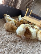 Brown hybrid eggs for sale  EYE