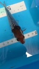 10in cracking ginrin for sale  Punta Gorda