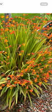 Crocosmia crocosmiiflora 100 for sale  NEWCASTLE UPON TYNE
