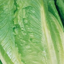 Organic lettuce romaine for sale  ABINGDON