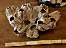 Cirripede molluschi conchiglie usato  Firenze
