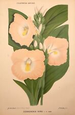 Linden botanical print for sale  BOURNE END