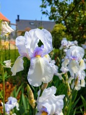 Lot rhizomes iris d'occasion  Rouen-