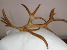 Caribou antlers woodland for sale  Cortland