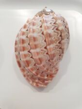 HARPA MAJOR IBRID CABRITI  BIG SHELL !! comprar usado  Enviando para Brazil