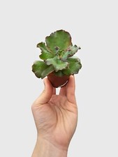 Echeveria zorro succulent for sale  Great Neck