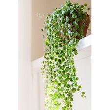 Peperomia prostrata string for sale  IPSWICH