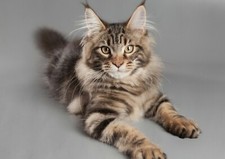 Beautiful maine coon for sale  SELBY