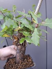 Chunky yamadori oak for sale  LIVERPOOL