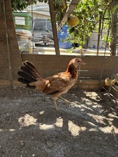 Clemmon grey hatching for sale  Huntington Park