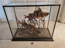Skin mounted perch for sale  TONBRIDGE