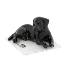 Little critterz dog for sale  Seattle