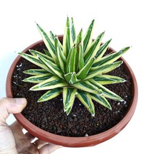 Agave victoriae reginae usato  Napoli