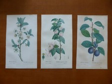 Gravures couleur botanique d'occasion  Ramonville-Saint-Agne