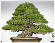 Semi pinus thunbergii usato  Nizza di Sicilia