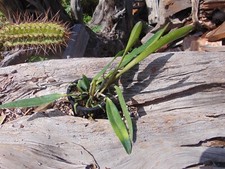 Schofieldiana kodama velutina for sale  Arcadia