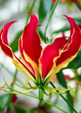 Gloriosa superba rothschildian for sale  WOLVERHAMPTON