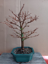 Bonsai outdoor hardy for sale  Shipping to Ireland