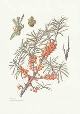 Plate 112 natural d'occasion  Expédié en Belgium
