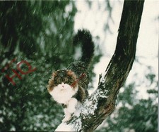 Picture postcard cats for sale Picture postcard cats for sale  NEWCASTLE UPON TYNE