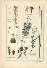 Stampa antica fiori usato  Lecco