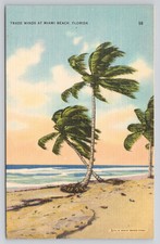 palm trees trade for sale palm trees trade for sale USA