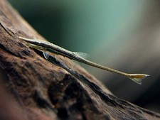 Pack farlowella catfish for sale Pack farlowella catfish for sale  Haslet
