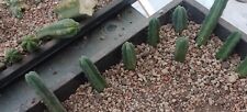 Bridgesii ribs usato  Quartu Sant Elena